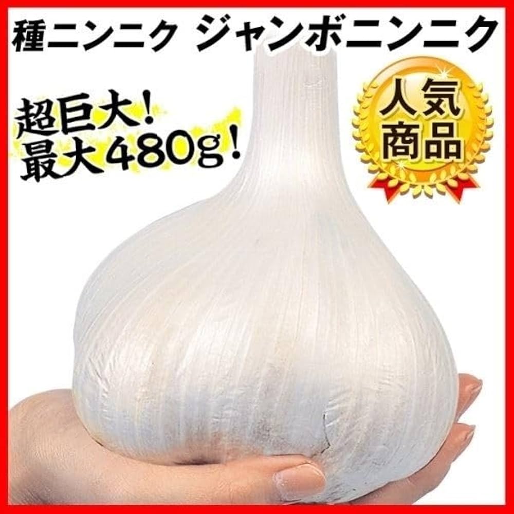 ジャンボにんにく７kg(種用) 予約受付中 鹿児島産じゃんぼにんにく種球 ジャンボにんにく種球